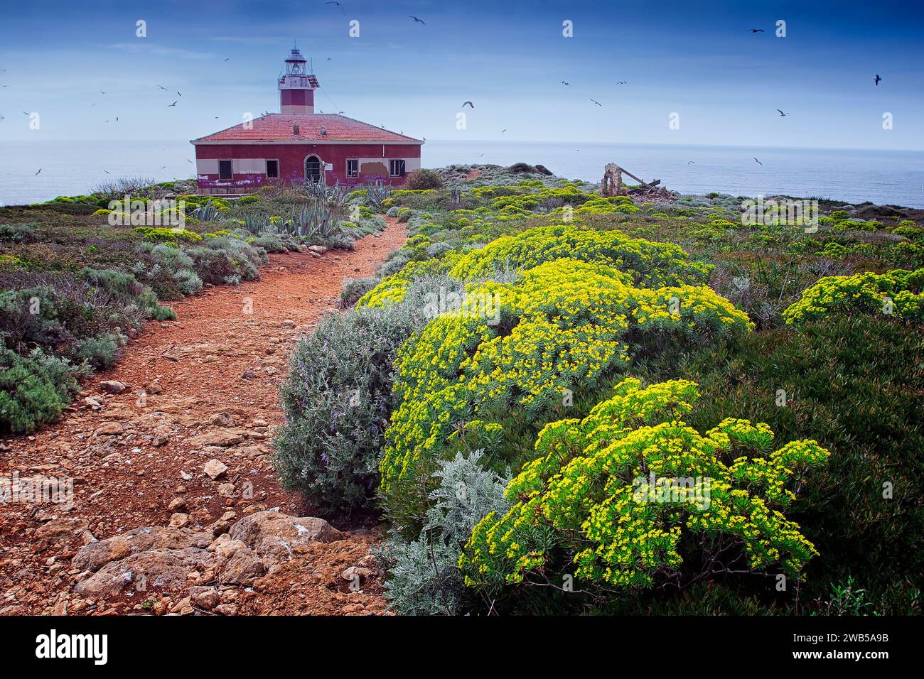 Macchia di alberi di euforbia (Euphorbia dendroides) e argento erba tossica (senecio cineraria) nell isola di Giannutri, Capel Rosso, Arcipelago Toscano, Toscana, Foto Stock