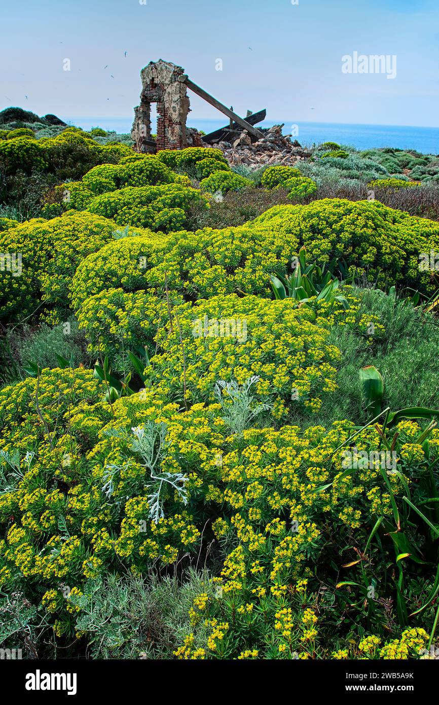 Giacinto rosa (HyacinthuScrubland di sperone (Euphorbia dendroides) e ragwort d'argento (Senecio cineraria) nell'isola di Giannutri, Capel Rosso, Tusc Foto Stock