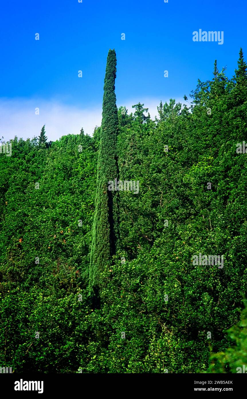 Cipresso (Cupressus sempervirens var. Stricta), Cupressaceae. Ornamentale un albero selvatico. Caratterizza il paesaggio italiano. Foto Stock