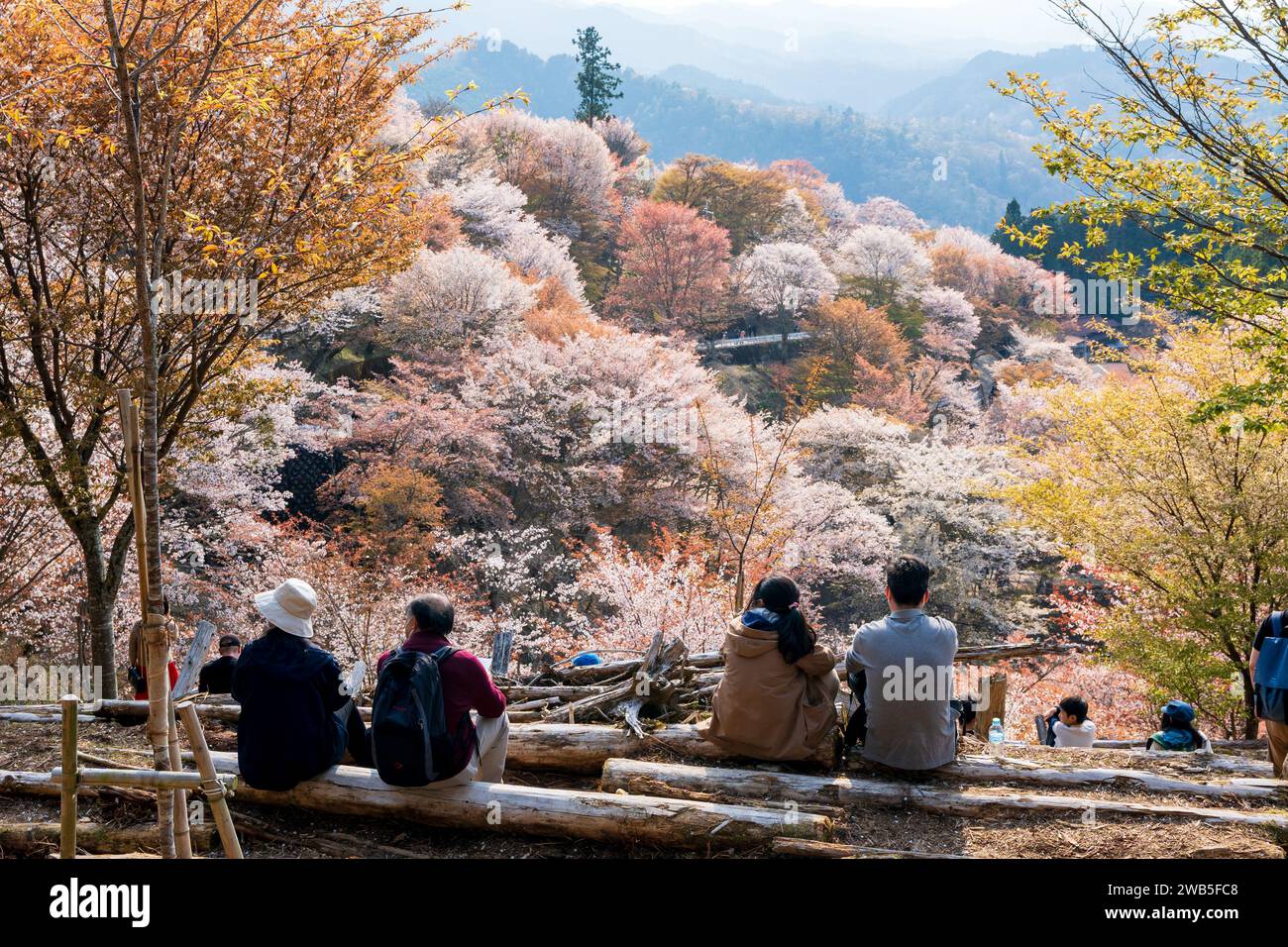 I ciliegi fioriscono in piena fioritura al Monte Yoshino, Yoshino-Kumano National Park. Distretto di Yoshino, Prefettura di Nara, Giappone. Foto Stock