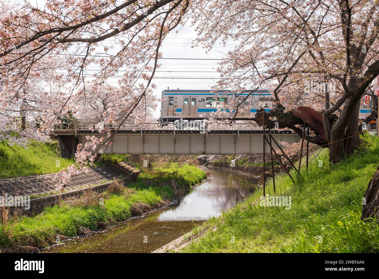 Nara, Giappone - 2 aprile 2023: Linea JR West Yamatoji, treno ferroviario Nara Line. Ponte di ferro del fiume Saho. Fioritura completa di ciliegi in fiore. Foto Stock