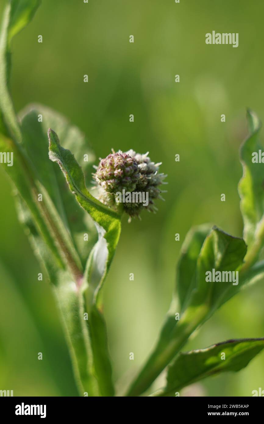 Crisanthemum balsamita con sfondo naturale. Medicina tradizionale per alleviare il dolore e crampi Foto Stock