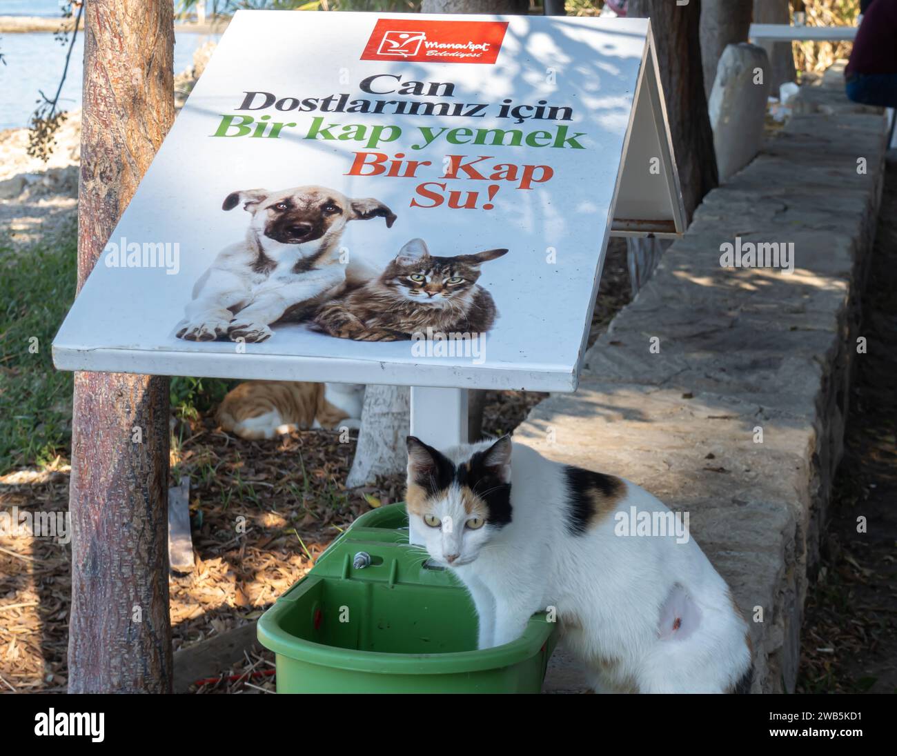 Vassoio di cibo per gatti selvatici per le strade di Side Antalya Foto Stock
