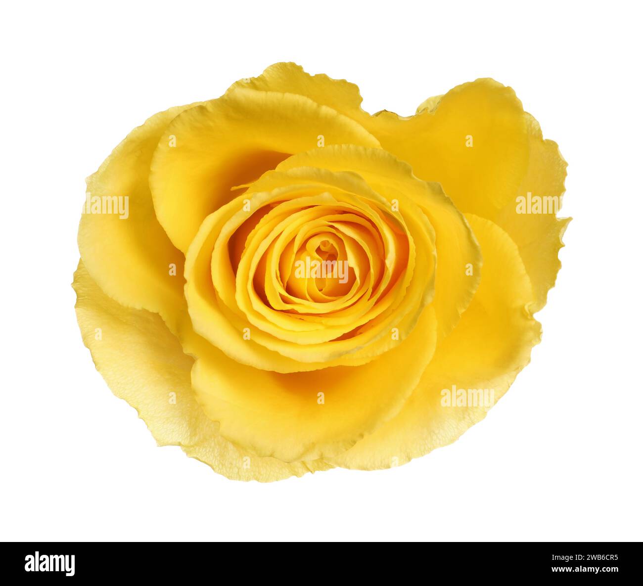 Bella rosa gialla fresca isolata su bianco Foto Stock