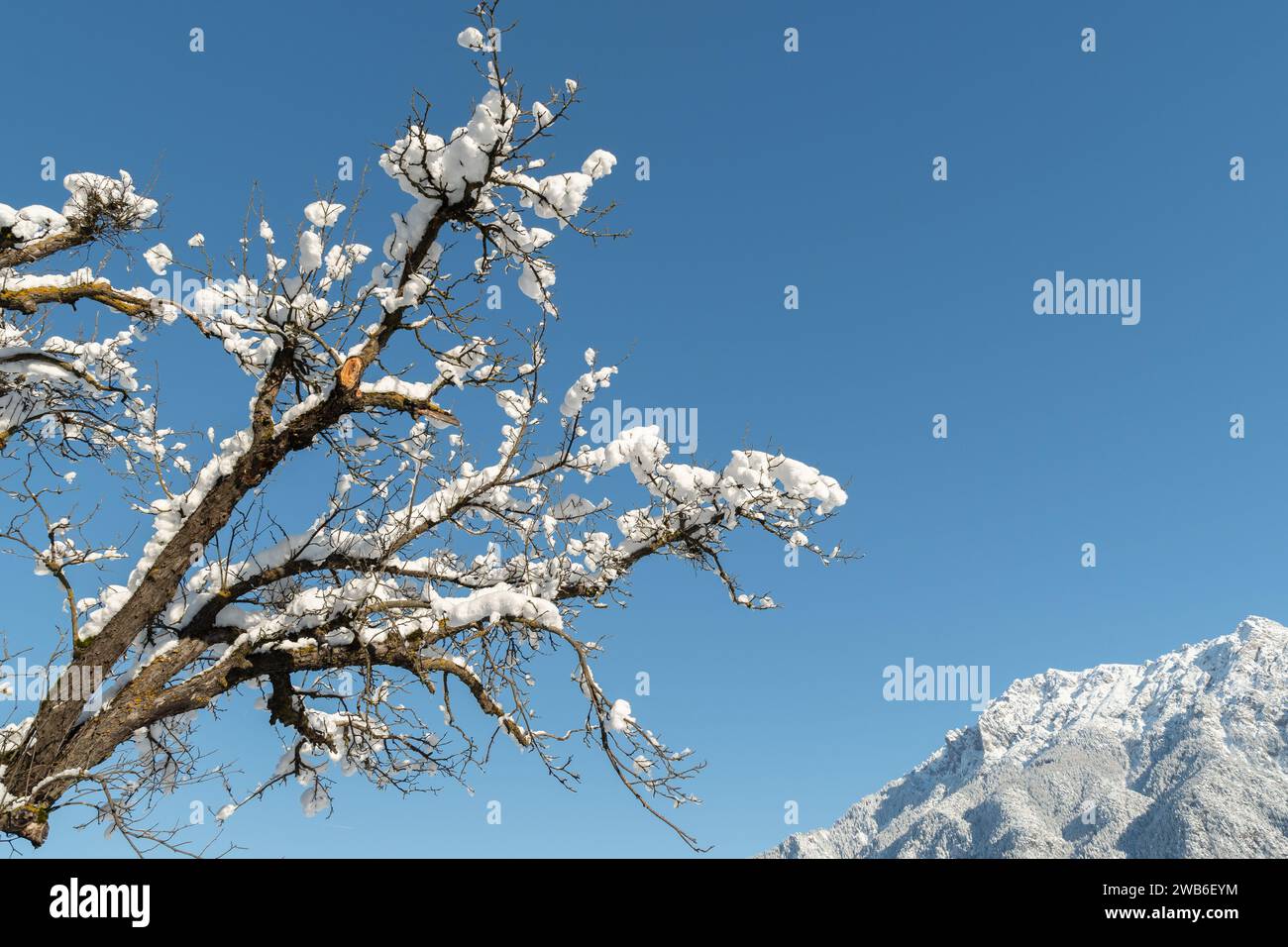 Vaduz, Liechtenstein, 3 dicembre 2023 rami ricoperti di neve fresca caduta in una giornata di sole Foto Stock