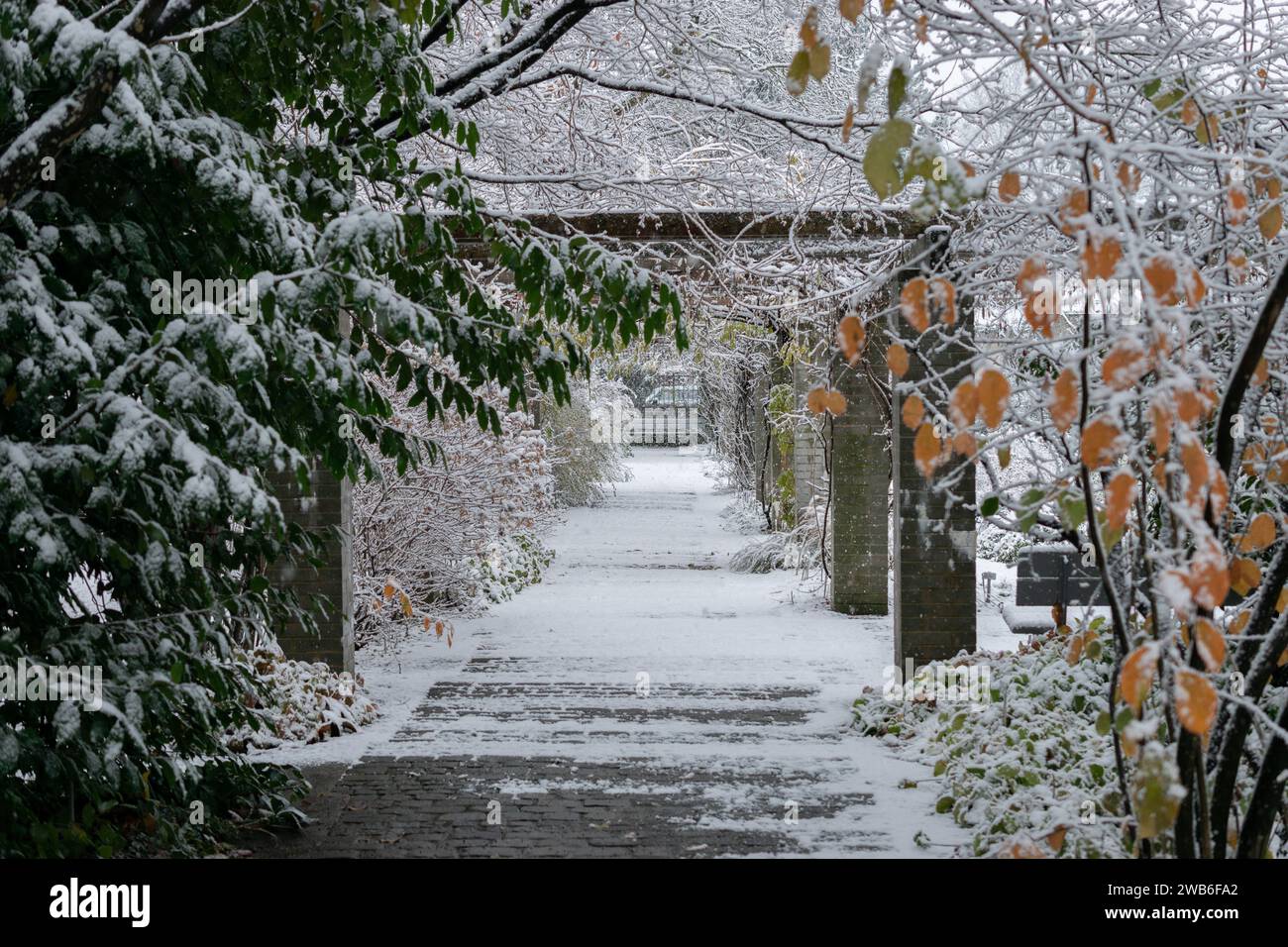 San Gallo, Svizzera, 28 novembre 2023 atmosfera invernale al giardino botanico durante una doccia di neve Foto Stock