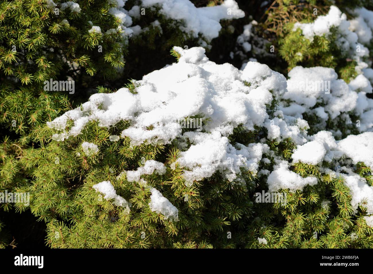 San Gallo, Svizzera, 29 novembre 2023 neve fresca caduta nelle piantagioni dell'orto botanico Foto Stock