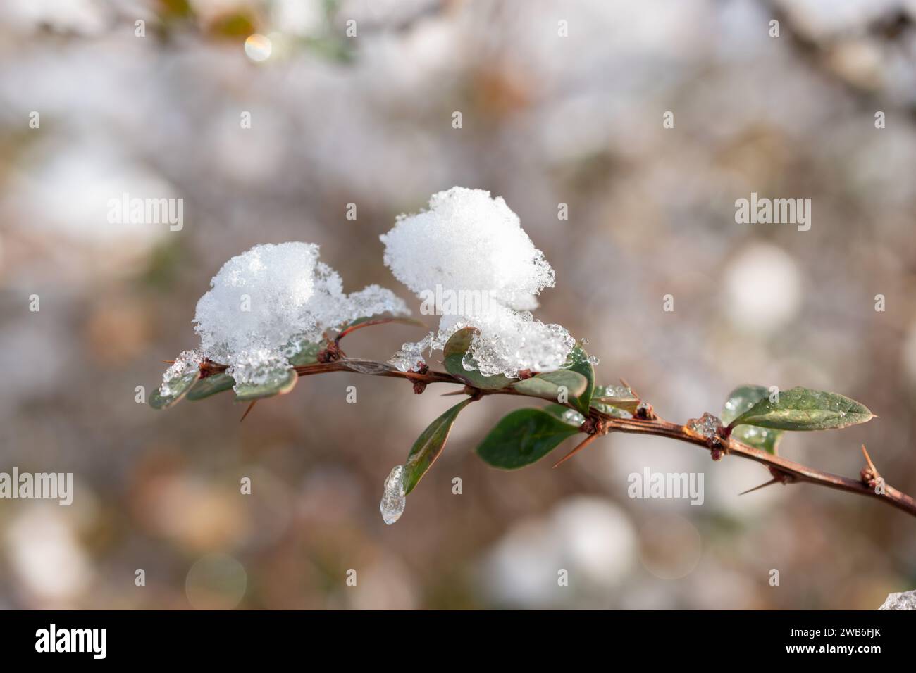 San Gallo, Svizzera, 29 novembre 2023 neve fresca caduta nelle piantagioni dell'orto botanico Foto Stock
