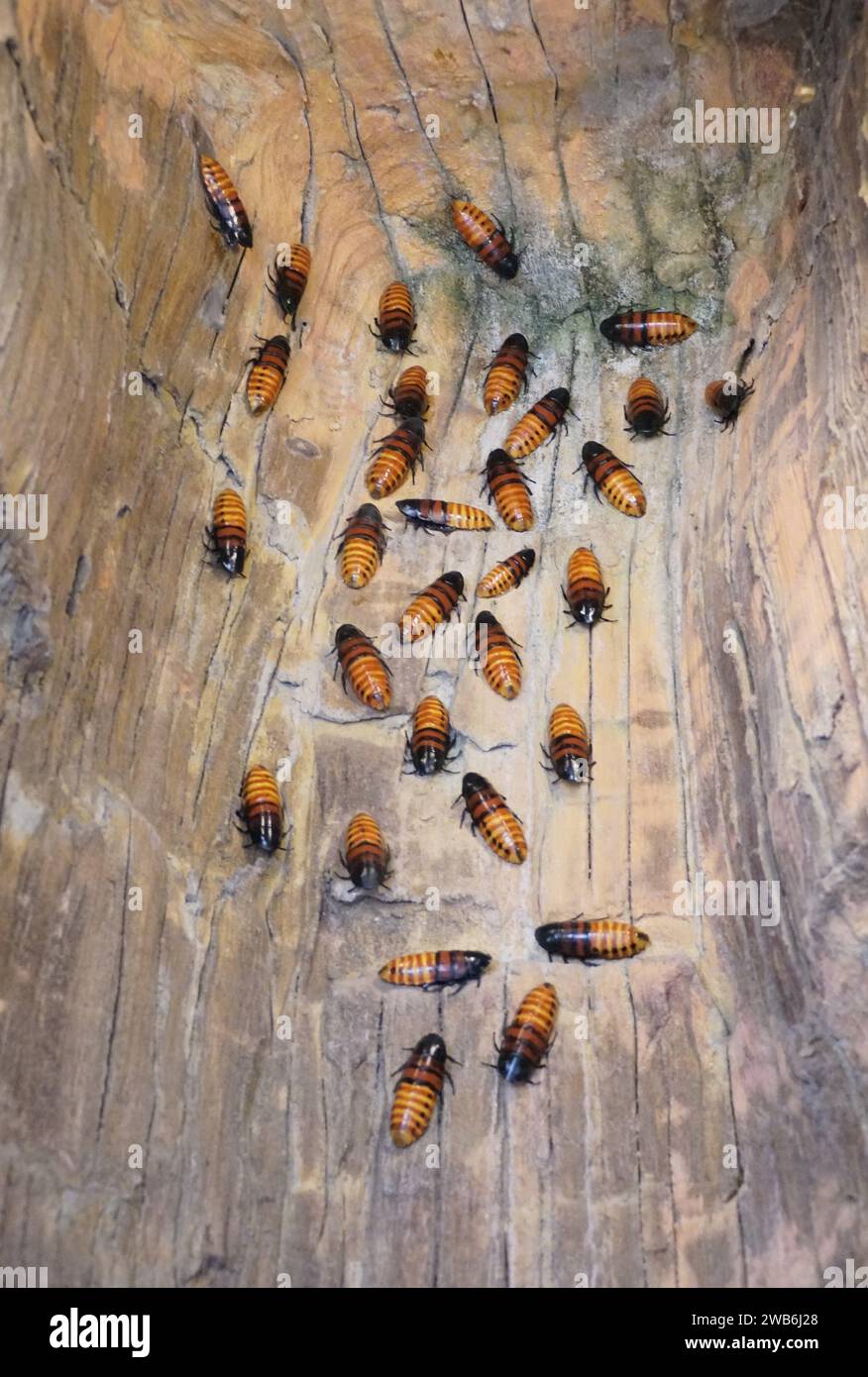 Il Madagascar sibilante scarafaggi sul muro Foto Stock