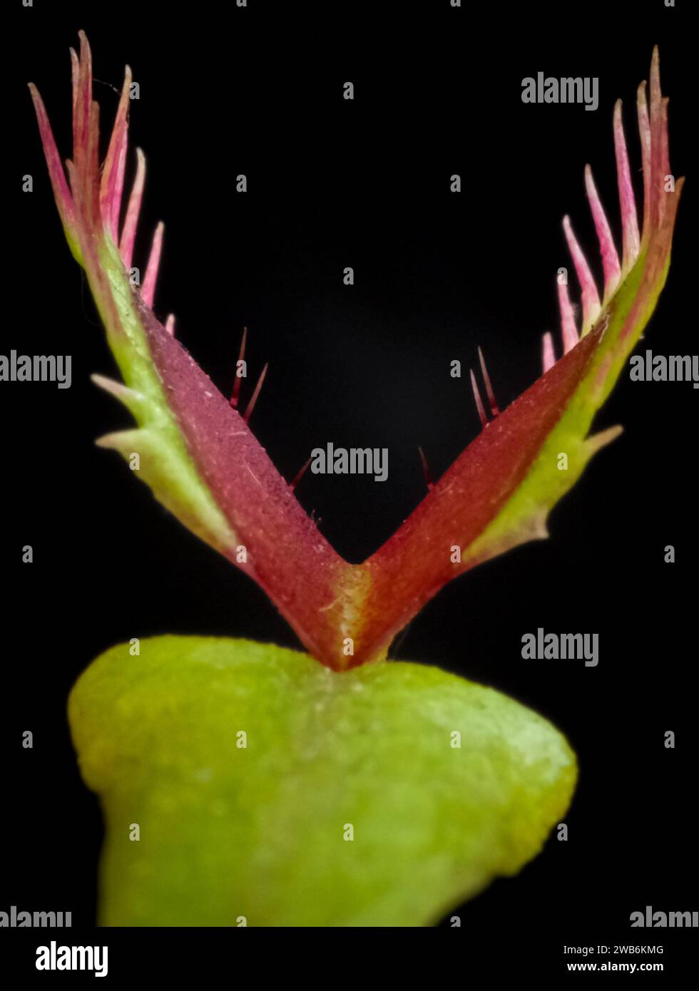 Da vicino il congedo di Venere, la Dionaea muscipula, la pianta carnivora subtropicale Foto Stock