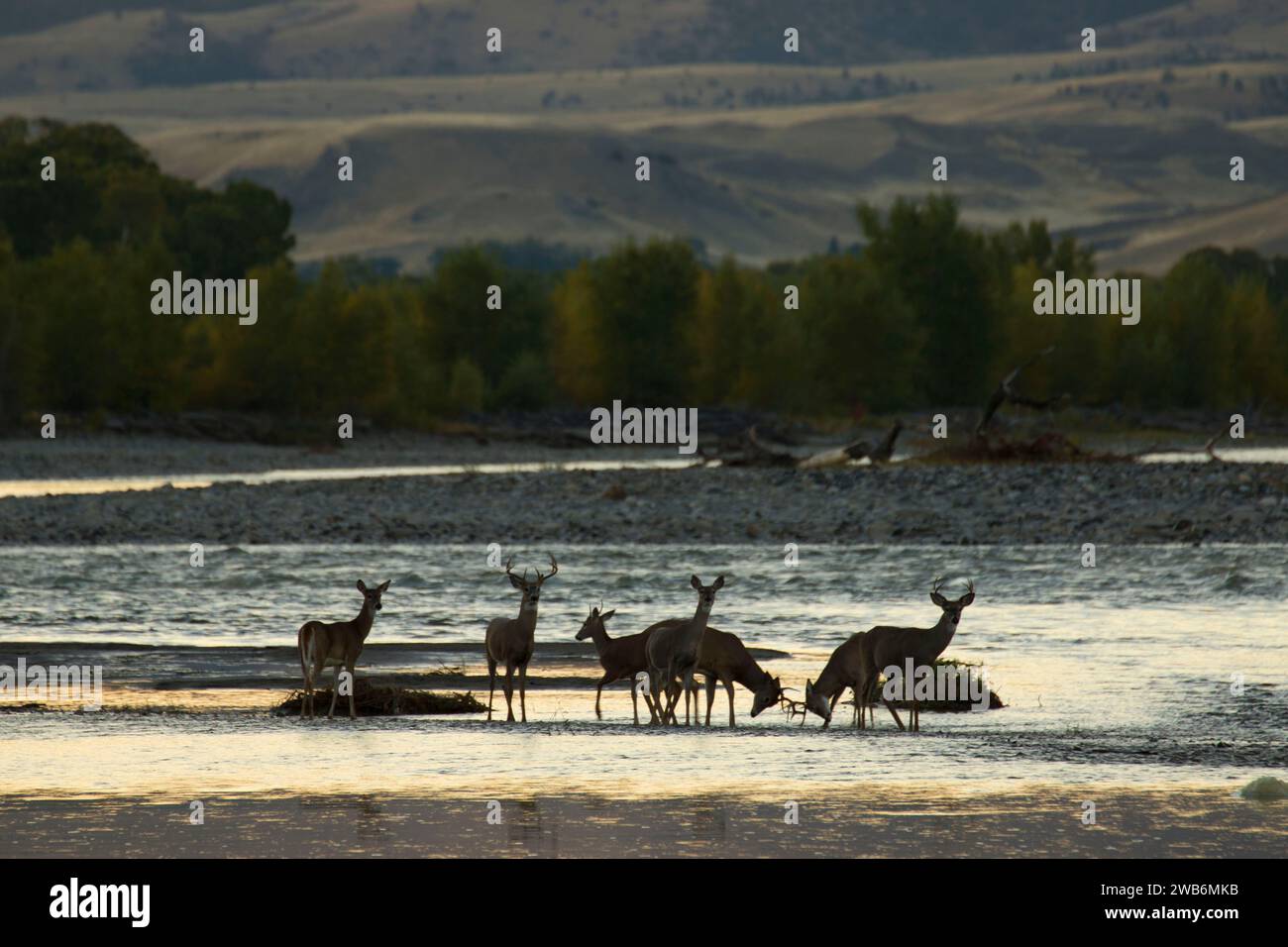 Traversata del cervo sul fiume Yellowstone, sito di accesso per la pesca nelle Sheep Mountain, Park County, Montana Foto Stock