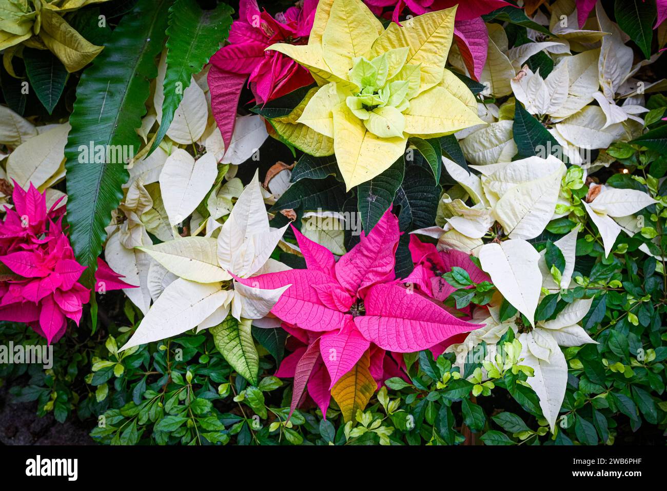 Piante di Poinsettia colorate assortite Foto Stock