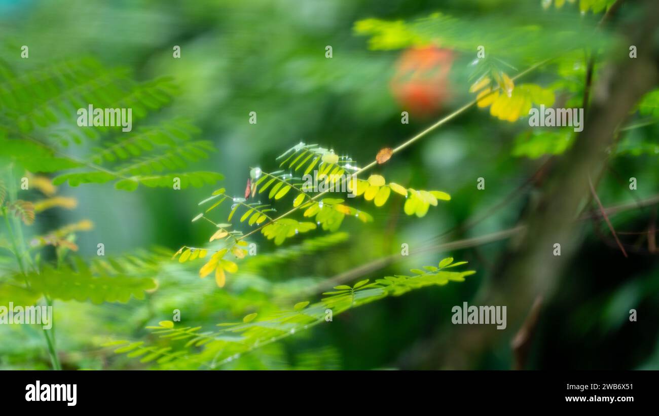 Il verde lascia uno sfondo naturale a fuoco morbido. Foto Stock