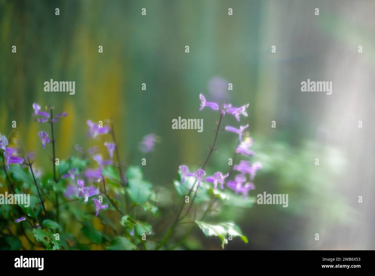Fiori di lavanda viola, sfocatura morbida con spazio per la copia. Sognante e magico. Foto Stock