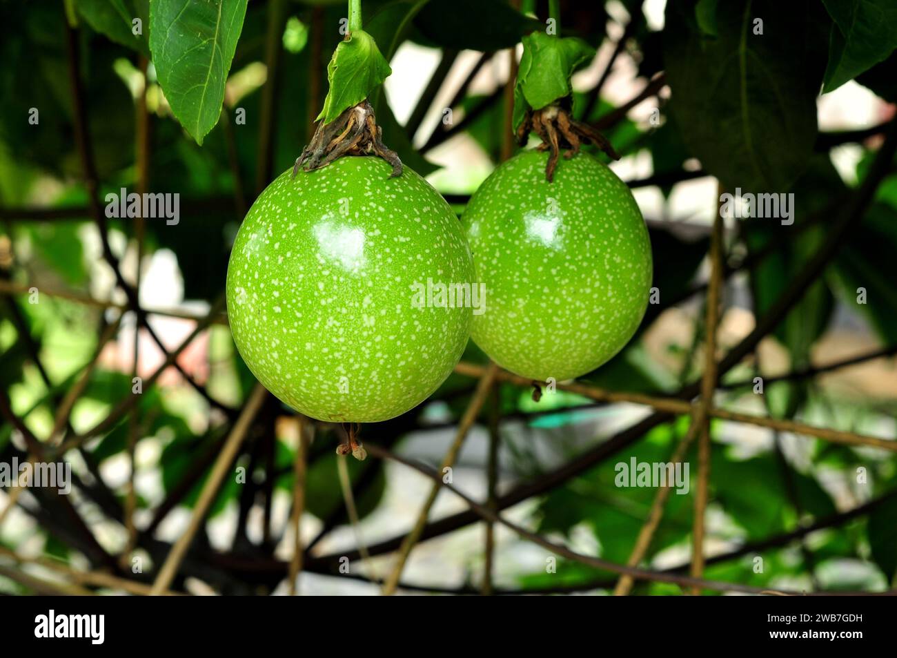 Il Passiflora edulis o frutto della passione è sia mangiato che spremuto Foto Stock