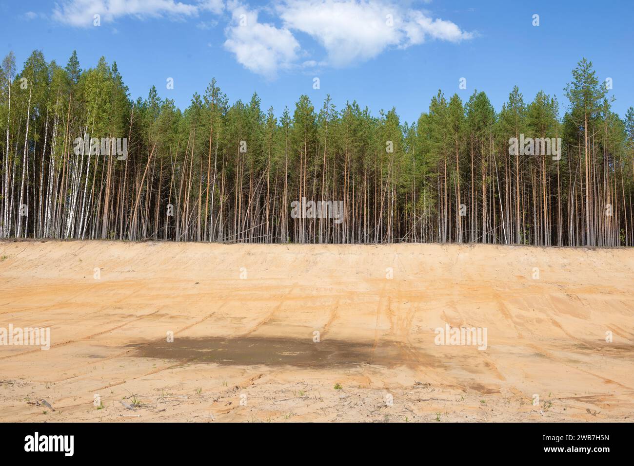 Foresta di pini ai margini di una vecchia cava di sabbia. Regione di Kostroma, Russia Foto Stock