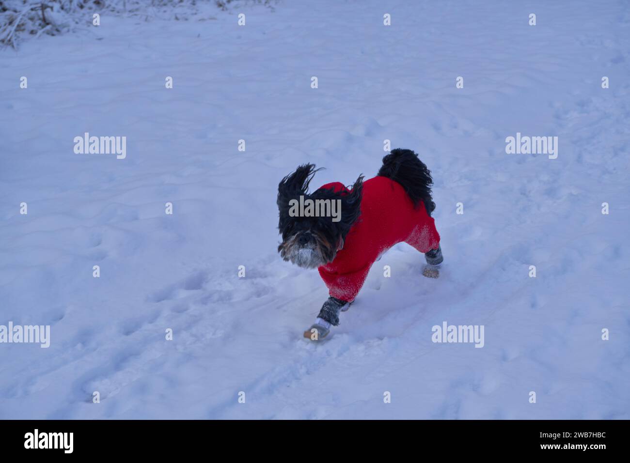 Winter Pup Adventures: Giocare nella neve Foto Stock