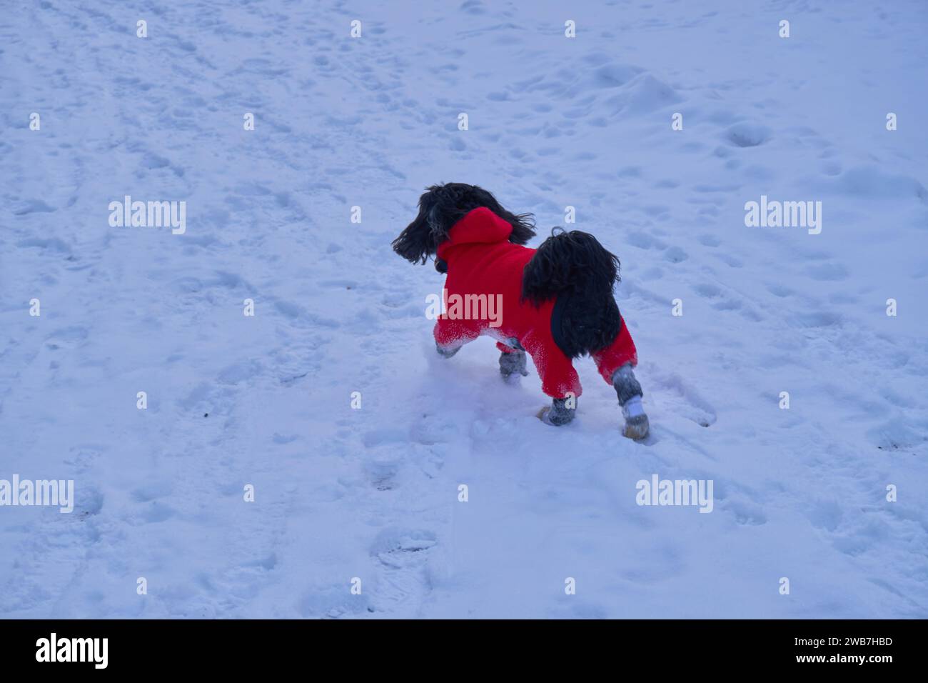 Winter Pup Adventures: Giocare nella neve Foto Stock