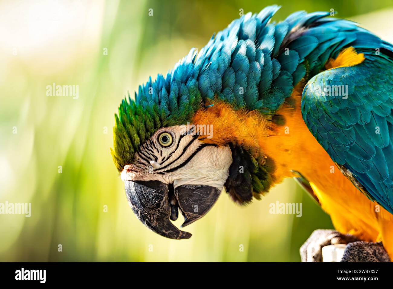 La macaw blu e giallo (Ara arauna), nota anche come la macaw blu e oro, è un grande pappagallo neotropicale. Malagana, dipartimento Bolivar. Fauna selvatica e. Foto Stock