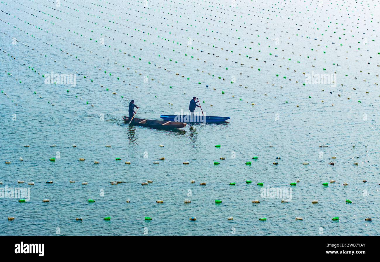 SUQIAN, CINA - 9 GENNAIO 2024 - gli agricoltori controllano la crescita di ostriche perlate sulla superficie idrica di un bacino idrico di Suqian, provincia di Jiangsu, 9 gennaio 20 Foto Stock