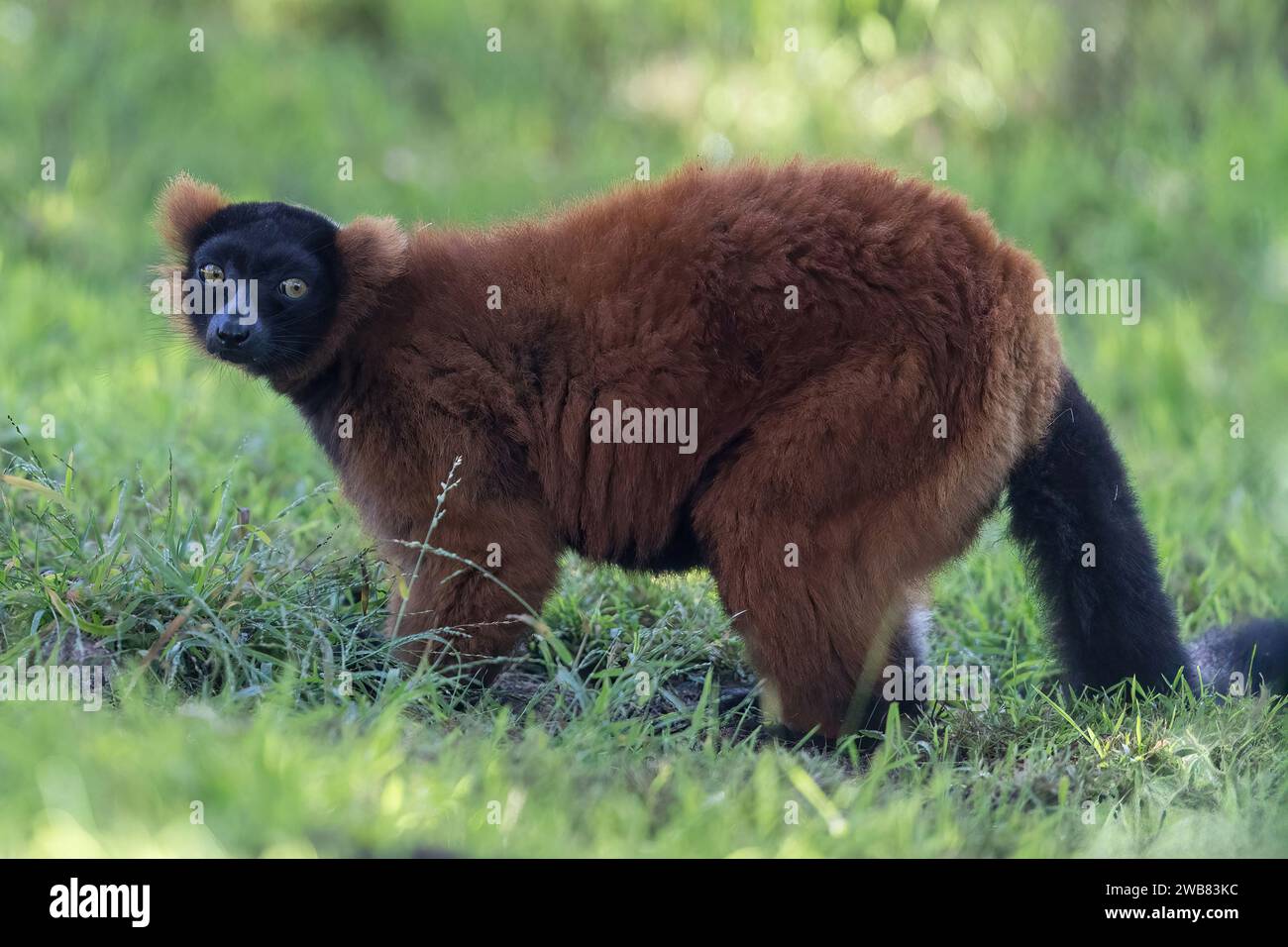 Red Ruffed Lemur che guarda la telecamera. Foto Stock