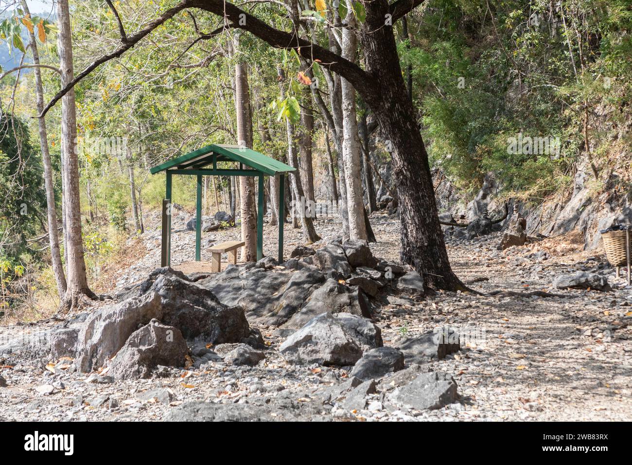 Alberi che crescono sul sentiero della ferrovia della morte della Birmania, Kanchanaburi, Thailandia. Foto Stock