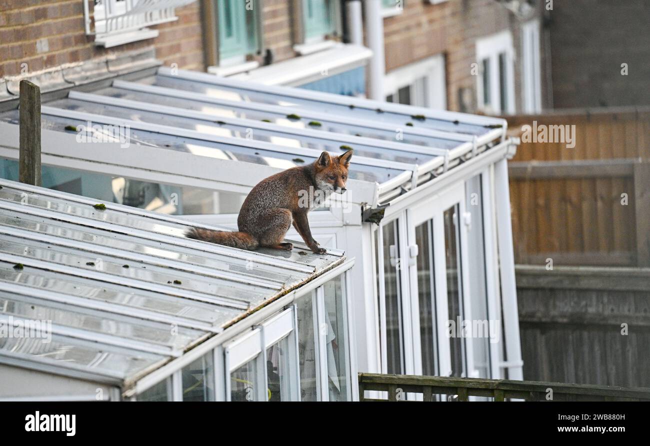 Brighton Regno Unito 9 gennaio 2024 - una volpe urbana ( Vulpes vulpes) si ferma per dare un'occhiata in giro sul tetto di una serra domestica questa mattina presto a Brighton : Credit Simon Dack / Alamy Live News Foto Stock