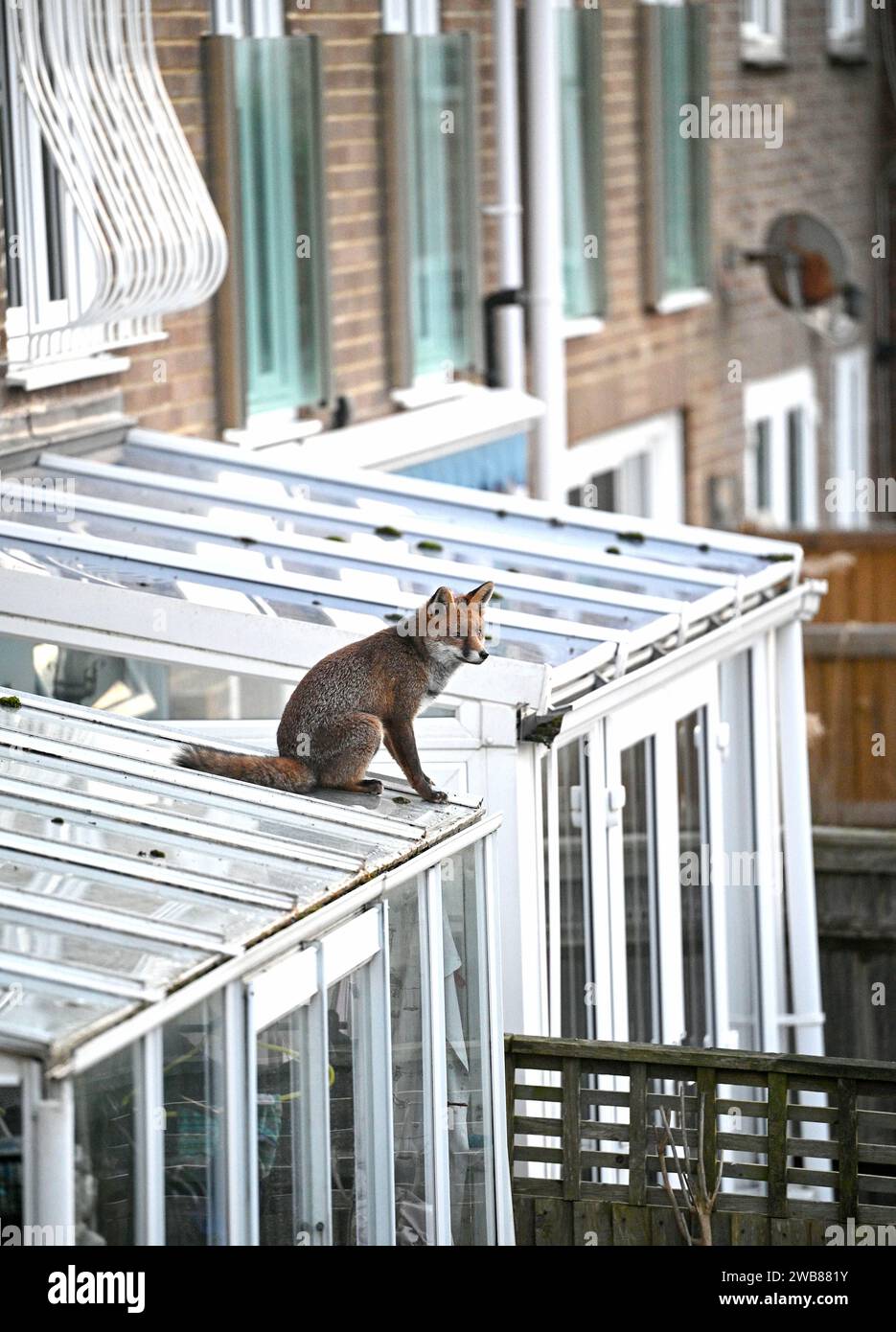 Brighton Regno Unito 9 gennaio 2024 - una volpe urbana ( Vulpes vulpes) si ferma per dare un'occhiata in giro sul tetto di una serra domestica questa mattina presto a Brighton : Credit Simon Dack / Alamy Live News Foto Stock