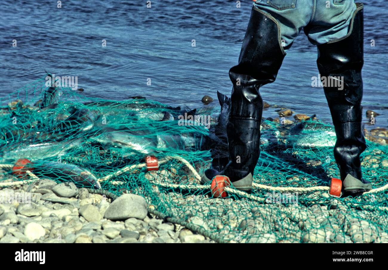 La rete di salmone sul fiume Spey Speymouth e una grande pesca di grilse Foto Stock