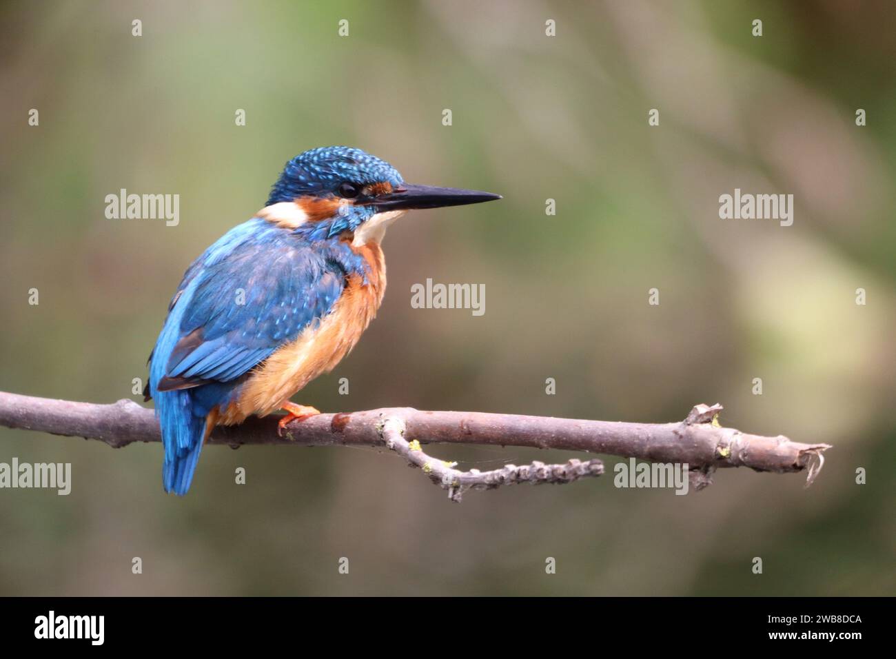 Uccello Lonesome Kingfisher arroccato sul ramo Foto Stock