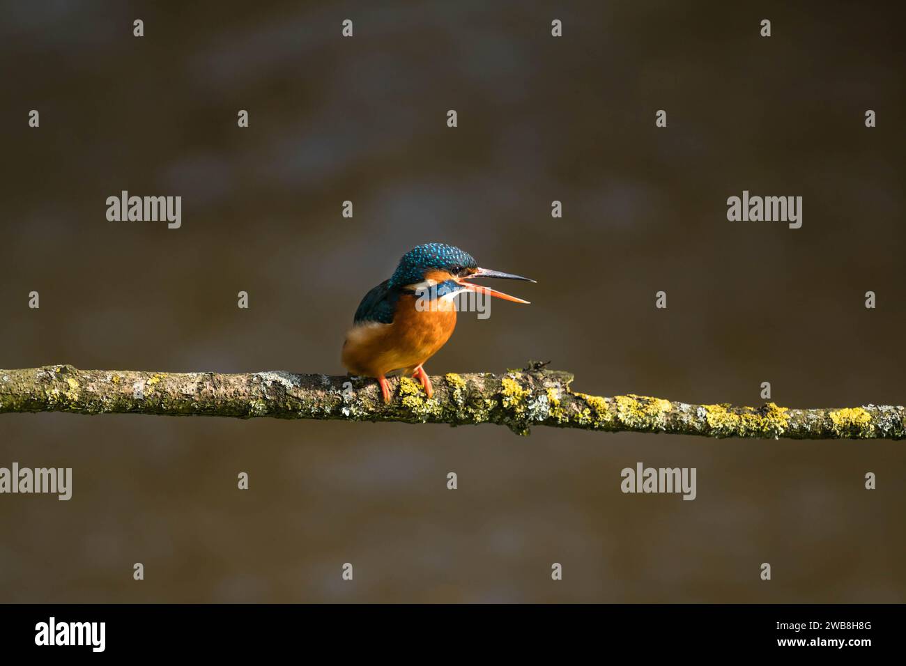 Femmina Kingfisher (Alcedo Atthis) arroccato su Lichen ramo coperto, Shropshire UK. Marzo 2020 Foto Stock