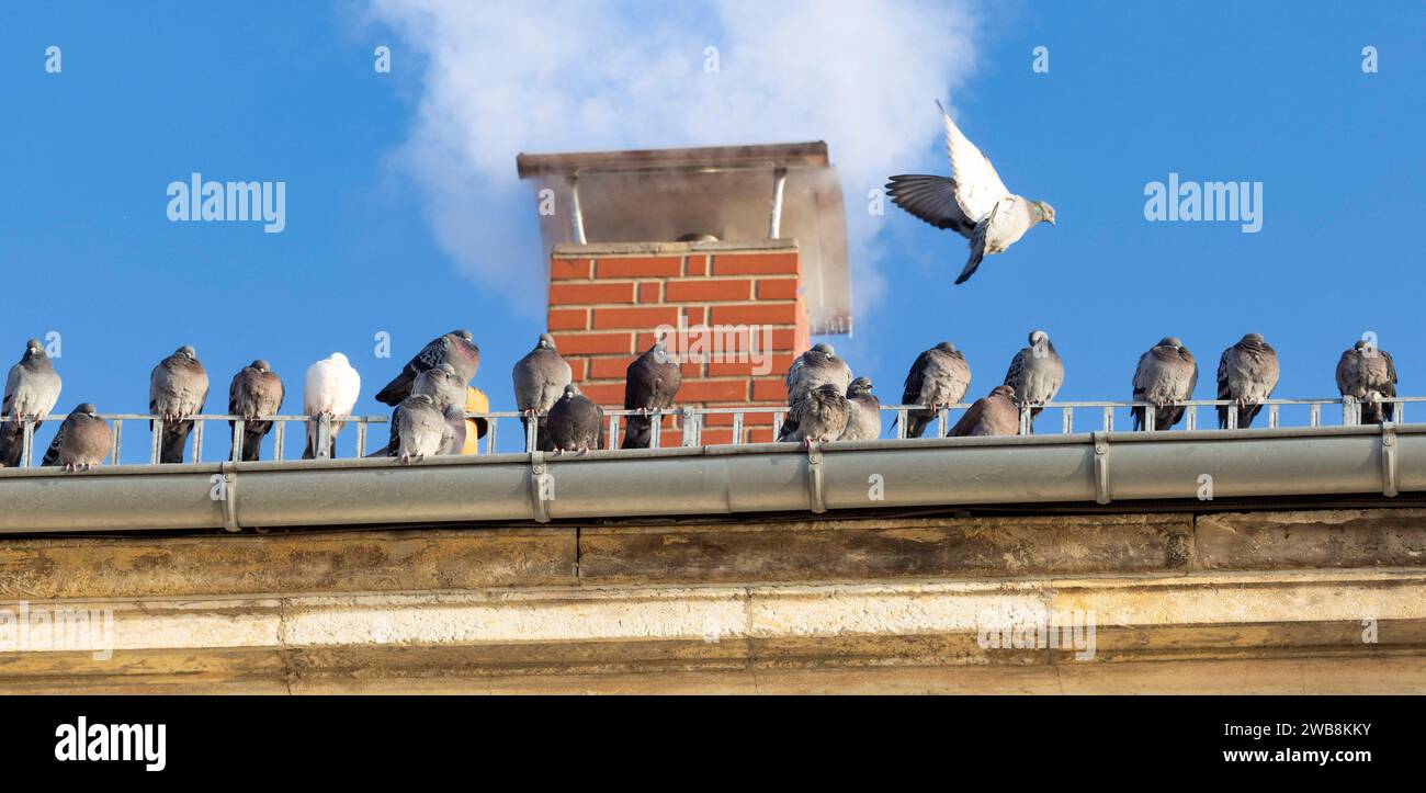 09.01.2024, Deutschland, Winter, Eiskälte, Frost, zahlreiche Tauben sitzen aufgeplustert auf dem Schneegitter und in der Dachrinne eines Daches in der Nähe des rauchenden Schornsteins *** 09 01 2024, Germania, inverno, congelamento freddo, gelo, numerosi piccioni seduti sulla griglia di neve e nella canalina di un tetto vicino al camino fumante Foto Stock