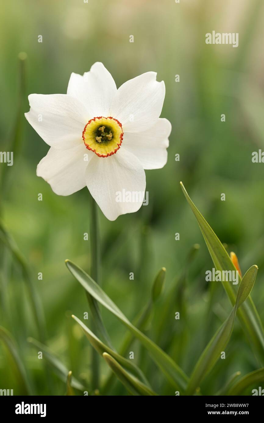 Fiore di Daffodil occhio di Fagiano, Poeticus Narcissus, un classico fiore bianco con coppa gialla corta e piccola. Foto Stock