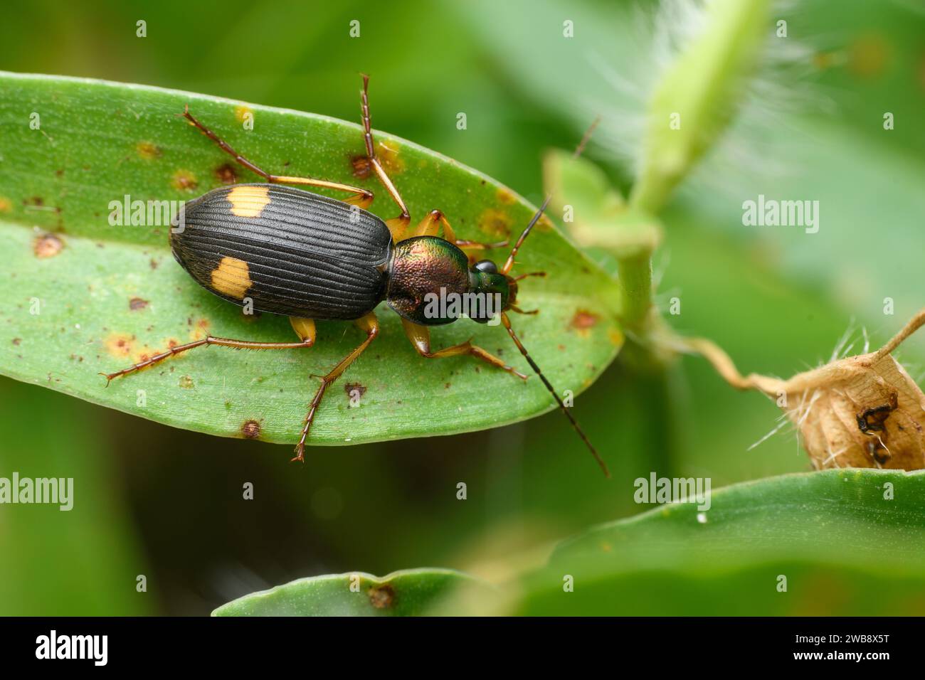 La prospettiva dorsale di un coleottero (Chlaenius bonellii) su una foglia verde, che mostra notevoli contrasti di colore. Foto Stock