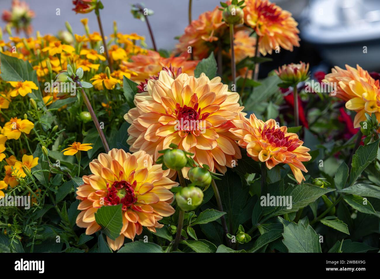 Primo piano dei fiori di calendula dorata e di dahlia arancione in giardino Foto Stock