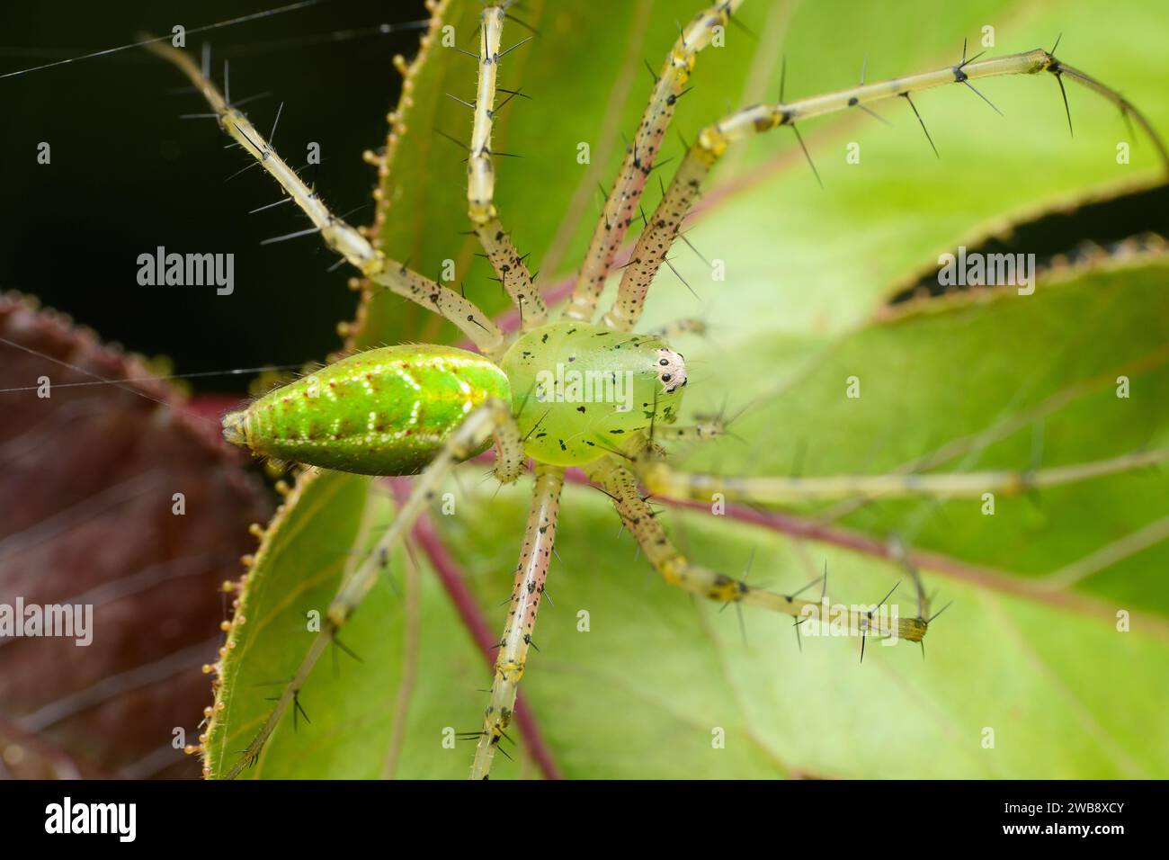 Un ragno verde di Lynx (Peusitya jabalpurensis) in agguato tra le foglie verdi di Satara, la sua colorazione vibrante spicca. Foto Stock