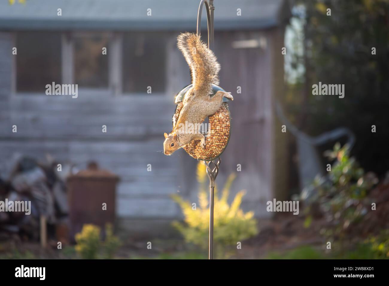 Uno scoiattolo appeso ad un alimentatore di uccelli in un giardino inglese Foto Stock