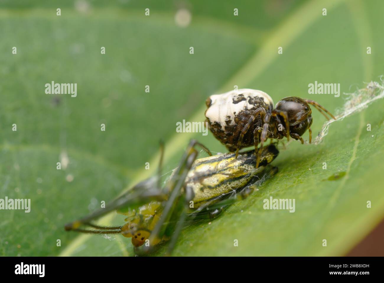 Chorizopes frontalis, un Hunter Orb Weaver Spider, ha catturato a metà caccia su una foglia, mostrando il dinamico ecosistema di insetti di Satara, Maharashtra. Foto Stock