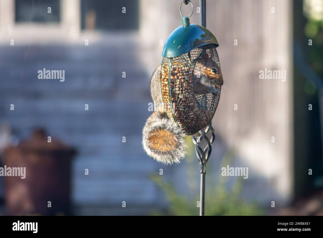 Uno scoiattolo appeso ad un alimentatore di uccelli in un giardino inglese Foto Stock