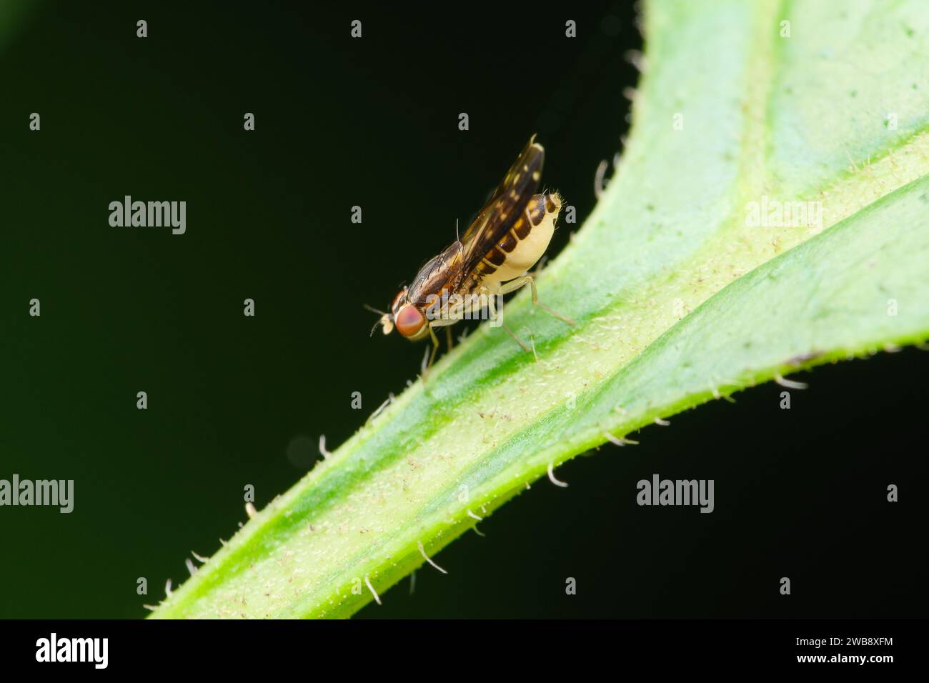Una vista laterale dettagliata di una mosca della frutta di Drosophilidae arroccata su una foglia, con le sue caratteristiche distintive in primo piano, nella lussureggiante vegetazione di Pune. Foto Stock