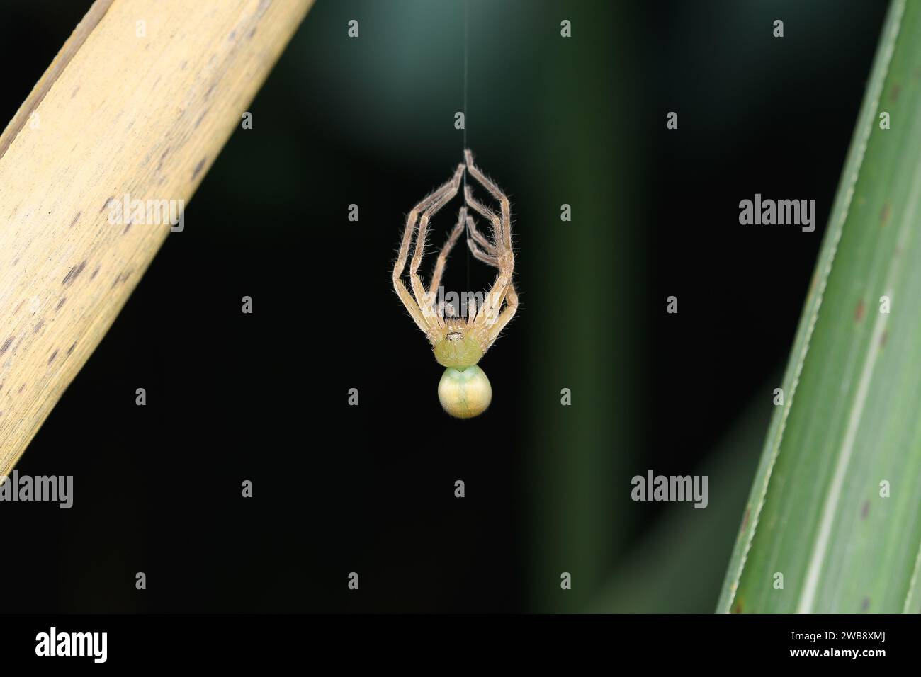 Olios melleti, un ragno di cacciatore verde, catturato nel processo di muta, una fase di crescita critica per gli aracnidi. Foto Stock