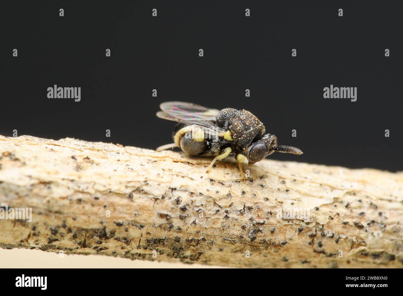 I dettagli intricati di una vespa Brachymeria mochica sono evidenziati in questo primo piano, che mostra il ruolo della vespa nel variegato ecosistema di Satara. Foto Stock