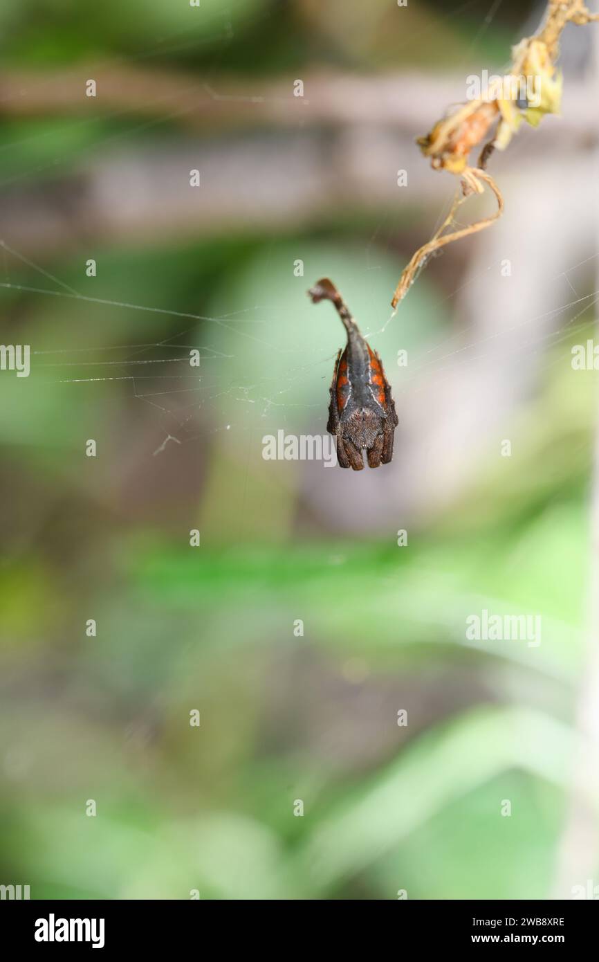 L'Arachnura angura, comunemente noto come il ragno dalla coda di scorpione, è esposto in una posizione unica all'interno della sua rete, imitando una foglia caduta nel gr Foto Stock