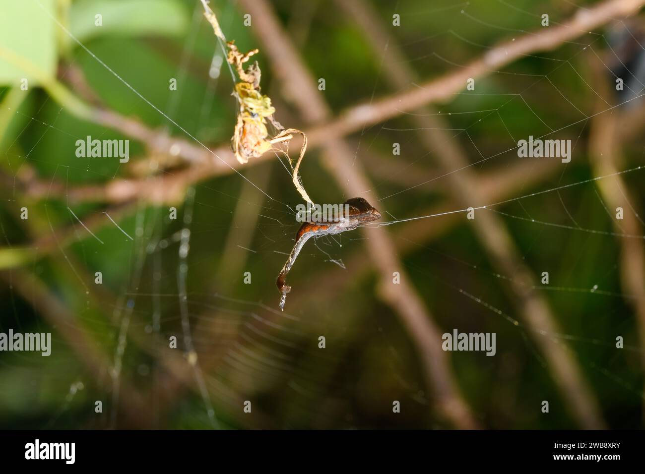 L'intrigante forma dell'Arachnura angura, posato su un singolo filamento della sua rete, dimostra gli adattamenti unici della fauna ragnatela di Satara. Foto Stock