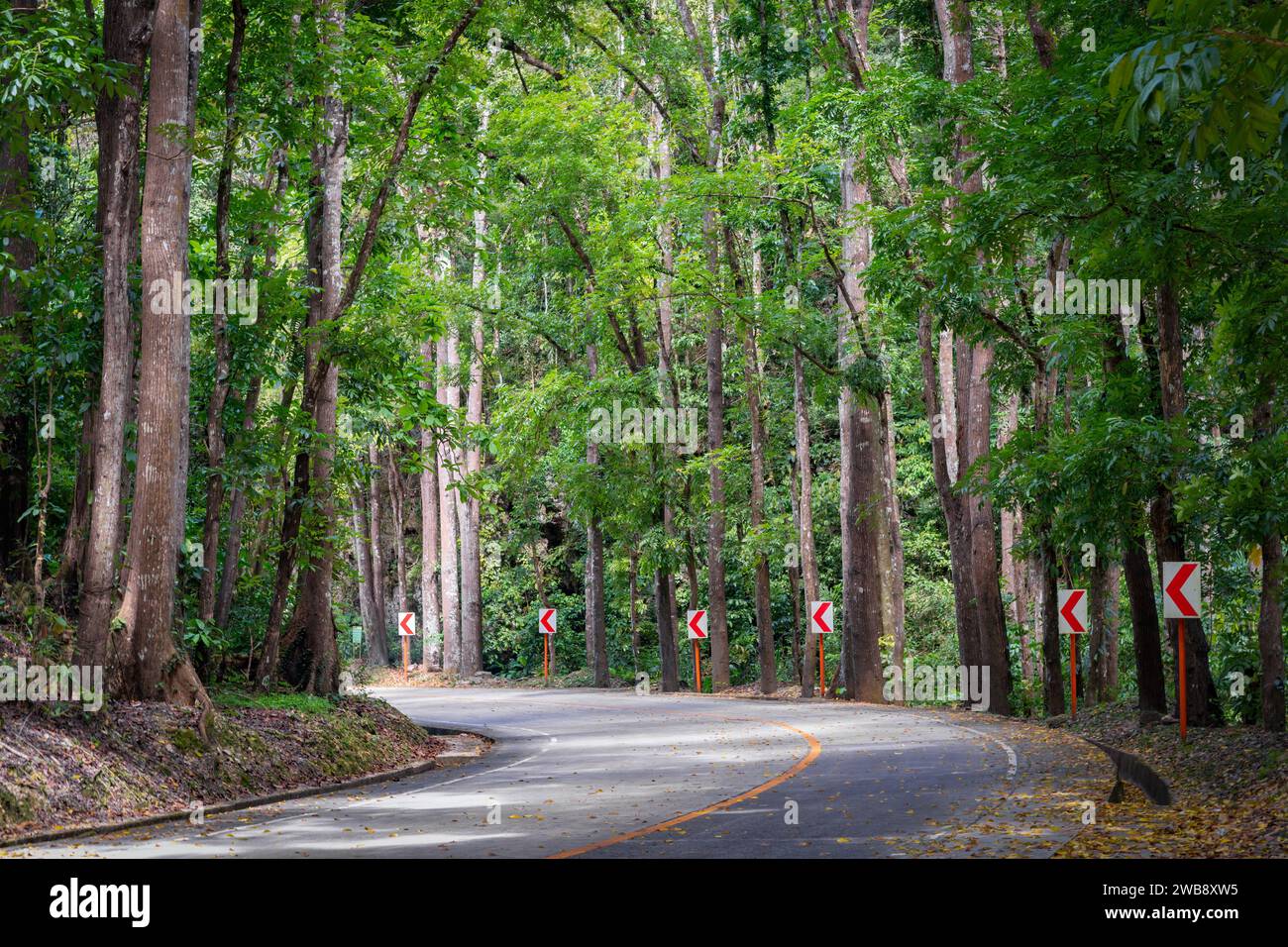 Una strada panoramica della foresta artificiale di Bilar, l'isola di Bohol, Filippine Foto Stock