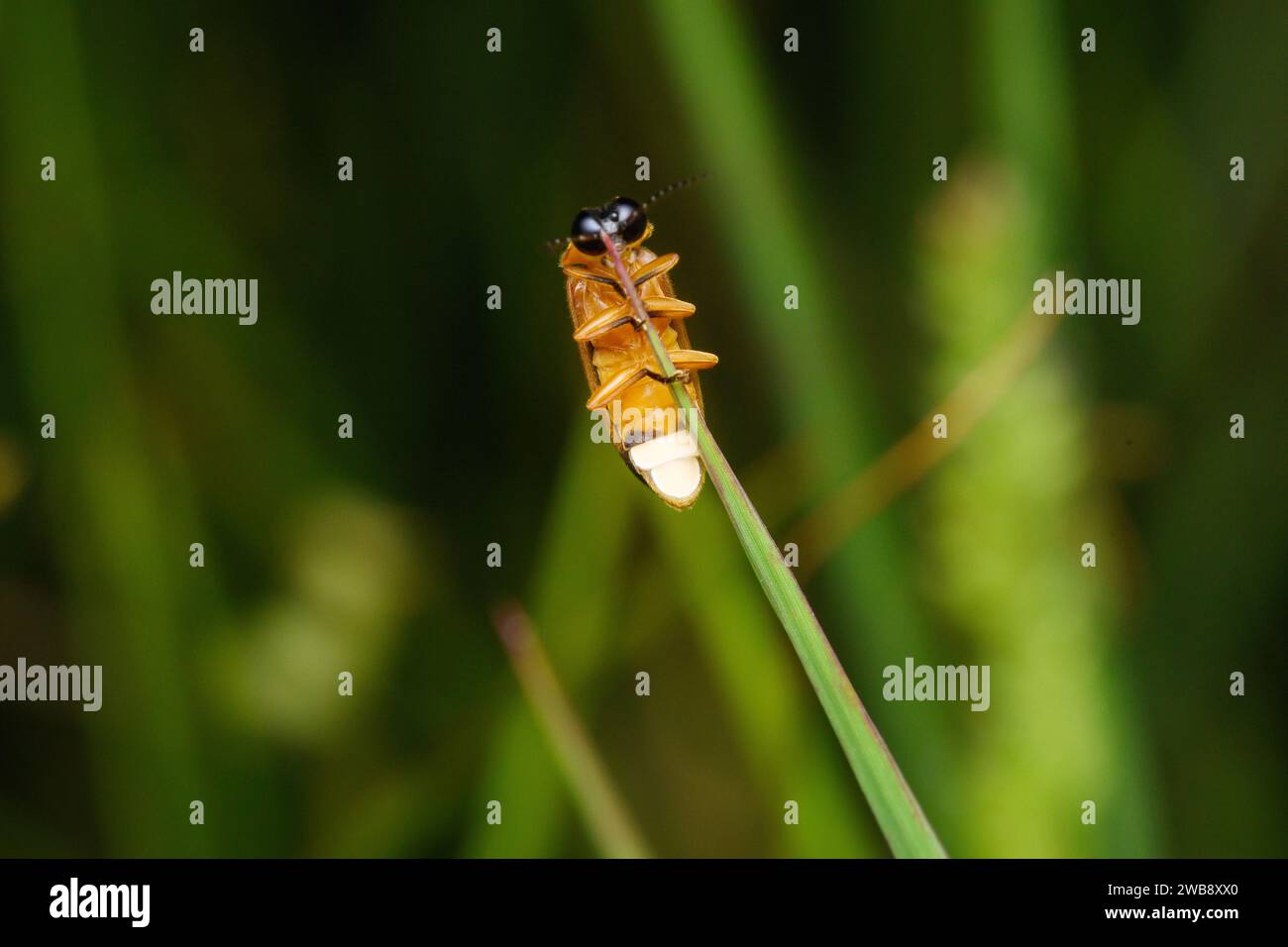 Vista ventrale di una comune lucciola orientale (Photinus pyralis) aggrappata a una lama d'erba a Pune, Maharashtra. Foto Stock