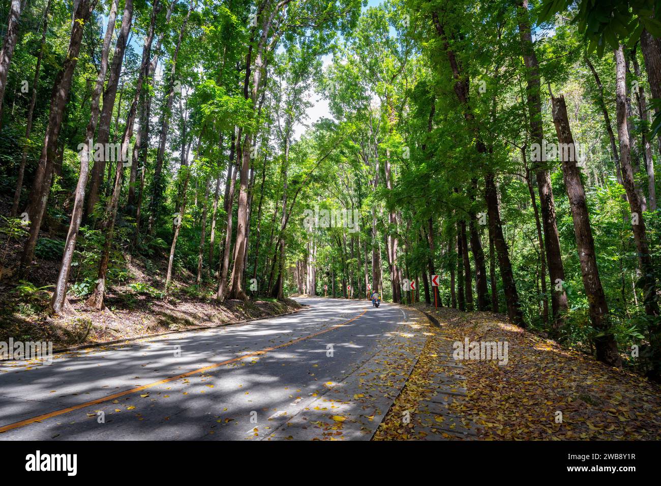 Una strada panoramica della foresta artificiale di Bilar, l'isola di Bohol, Filippine Foto Stock