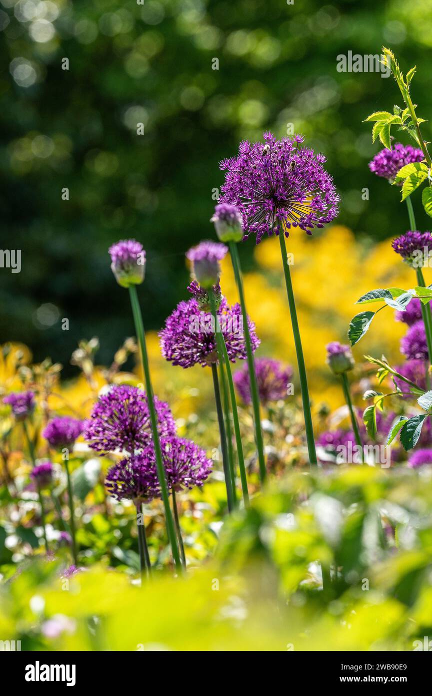 Sensazione viola Allium cresce e fiorisce al sole primaverile. Foto Stock