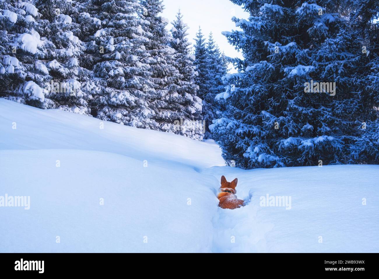Il cane Red Corgi Pembroke cammina in una foresta di abeti freschi e profondi in montagna in inverno Foto Stock