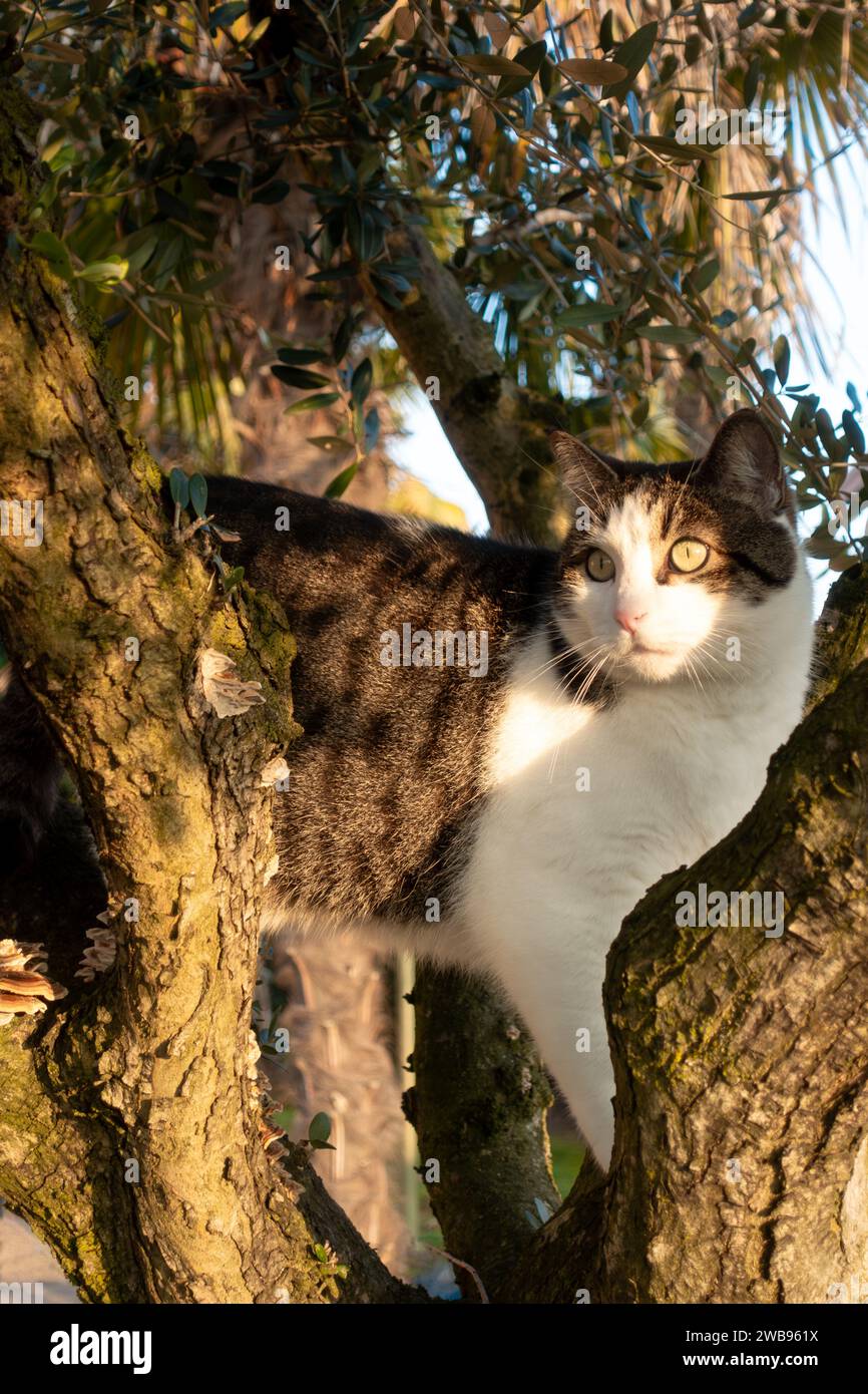 Spaventato giovane gatto tabby bloccato sugli alberi arrampicandosi e giocando al sole del pomeriggio Foto Stock
